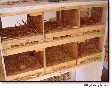 Chicken Center &gt; Chickens Nesting Boxes